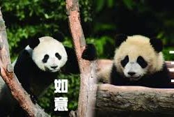 如意丁丁